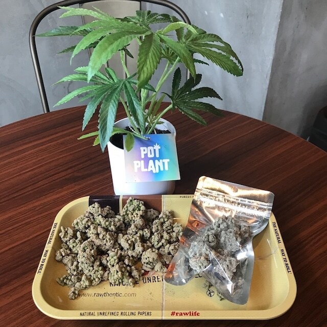 バッズチョコ(CBD+CBG)エディブル - 画像 (2)