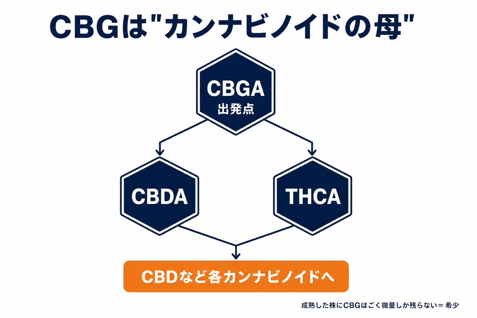 CBGAからCBDA・THCAなど各カンナビノイドが生成される流れの図解